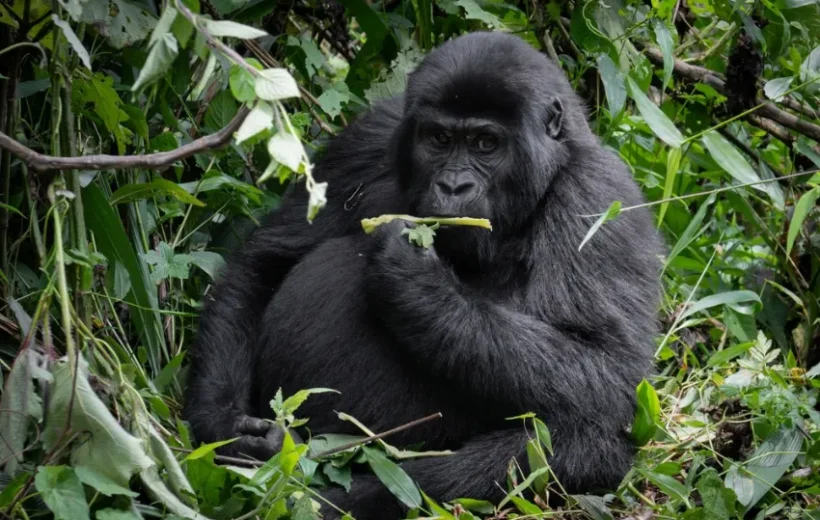 Discover the Virunga Mountains and Volcanoes National Park