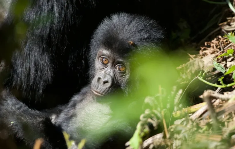 Discover Nyungwe Forest National Park: A Hidden Treasure in East Africa