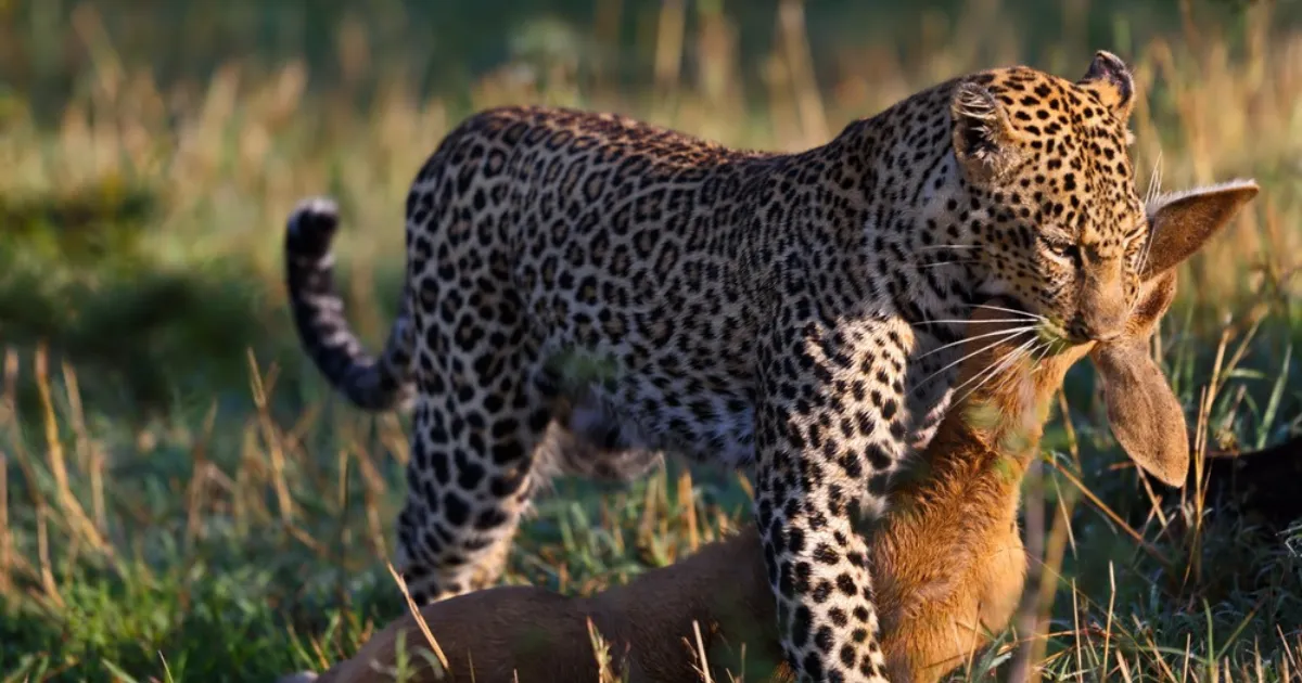 7 Day Kenya to Tanzania Safari Package