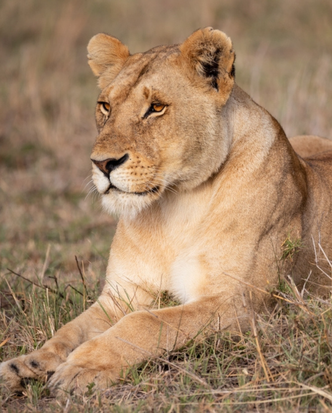 7 Day Kenya to Tanzania Safari Package