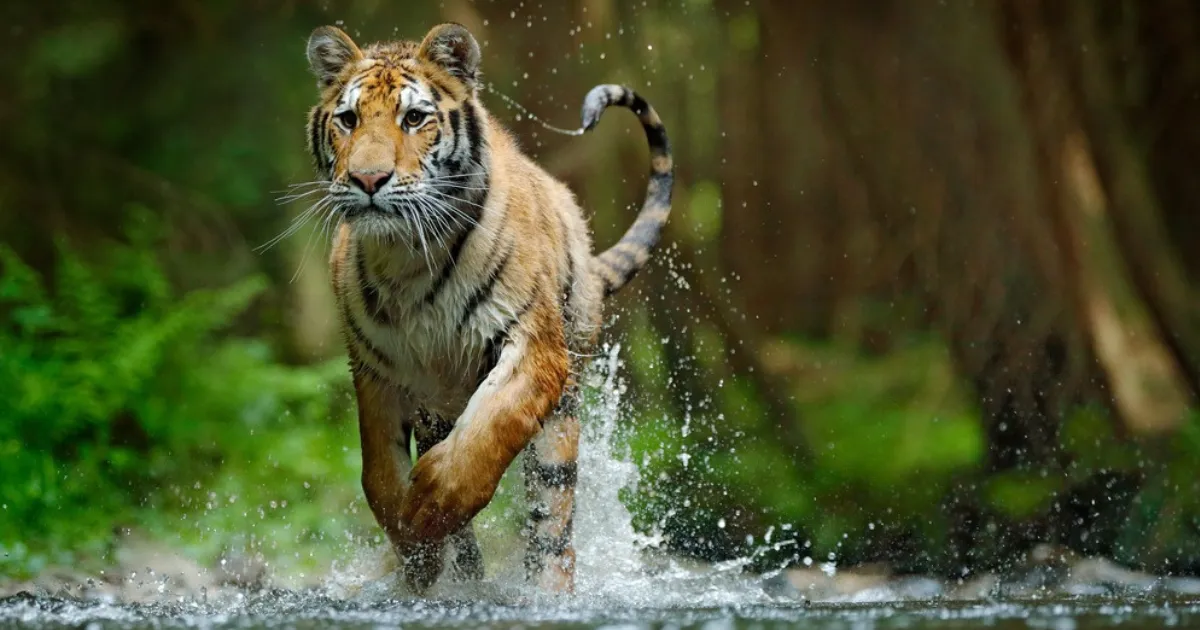 5 Days–Tanzania Fly-Drive Safari Package