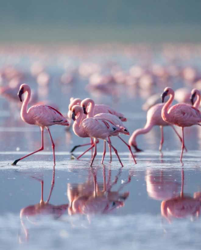 Tours Company In Kenya