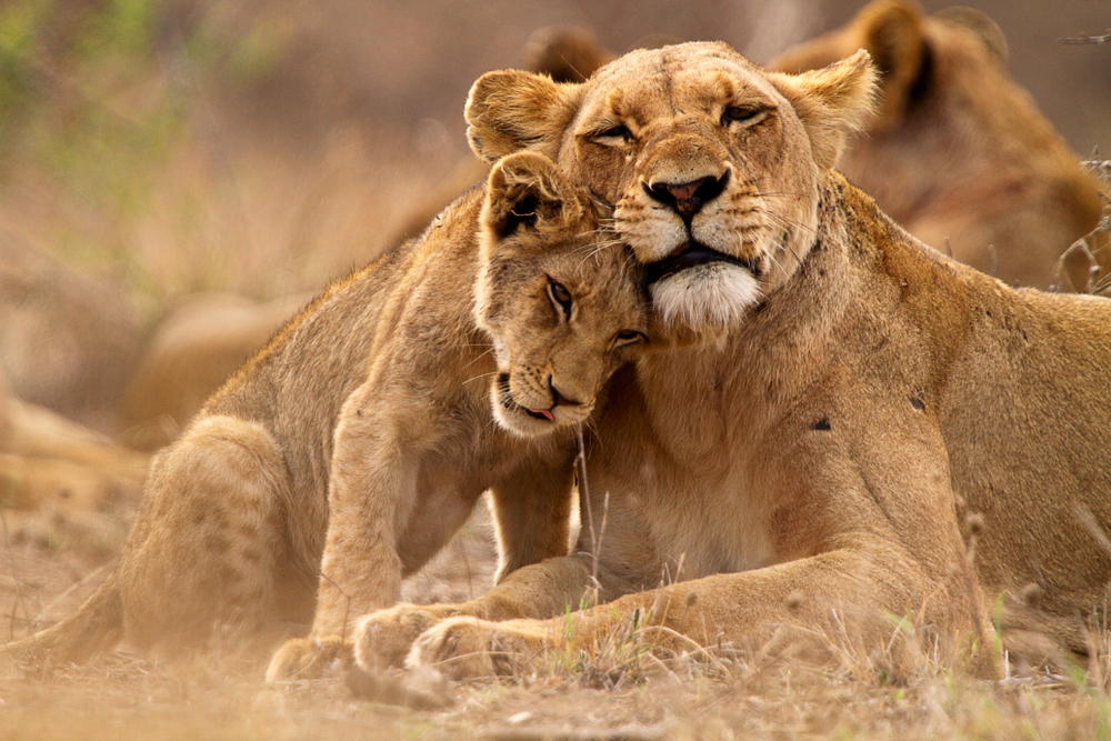 Rwanda Safaris