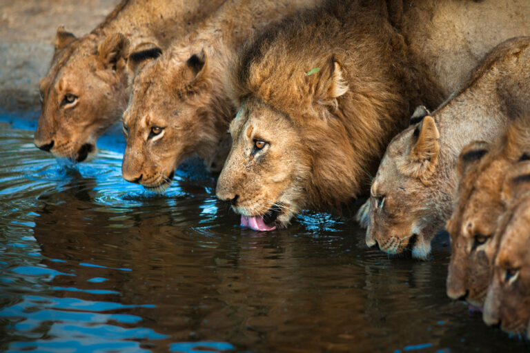 1 Day Trip to Lake Nakuru and Naivasha