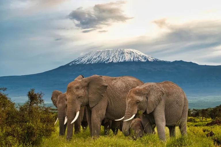 1 Day Amboseli National Park