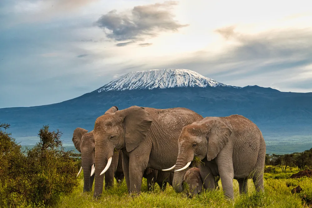 affordable 3 Day Diani Safari to Tsavo East and Amboseli