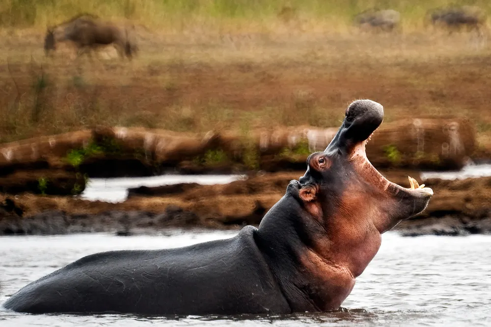 1 Day Lake Naivasha Tour Package