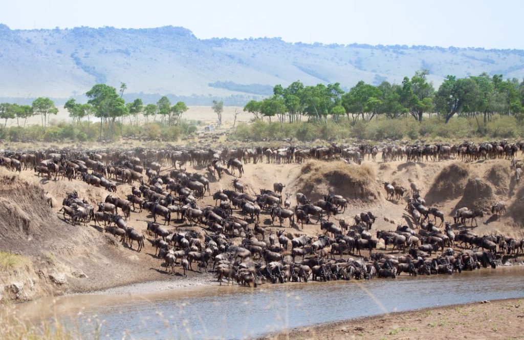 Best Tanzania Safari Packages for 2025