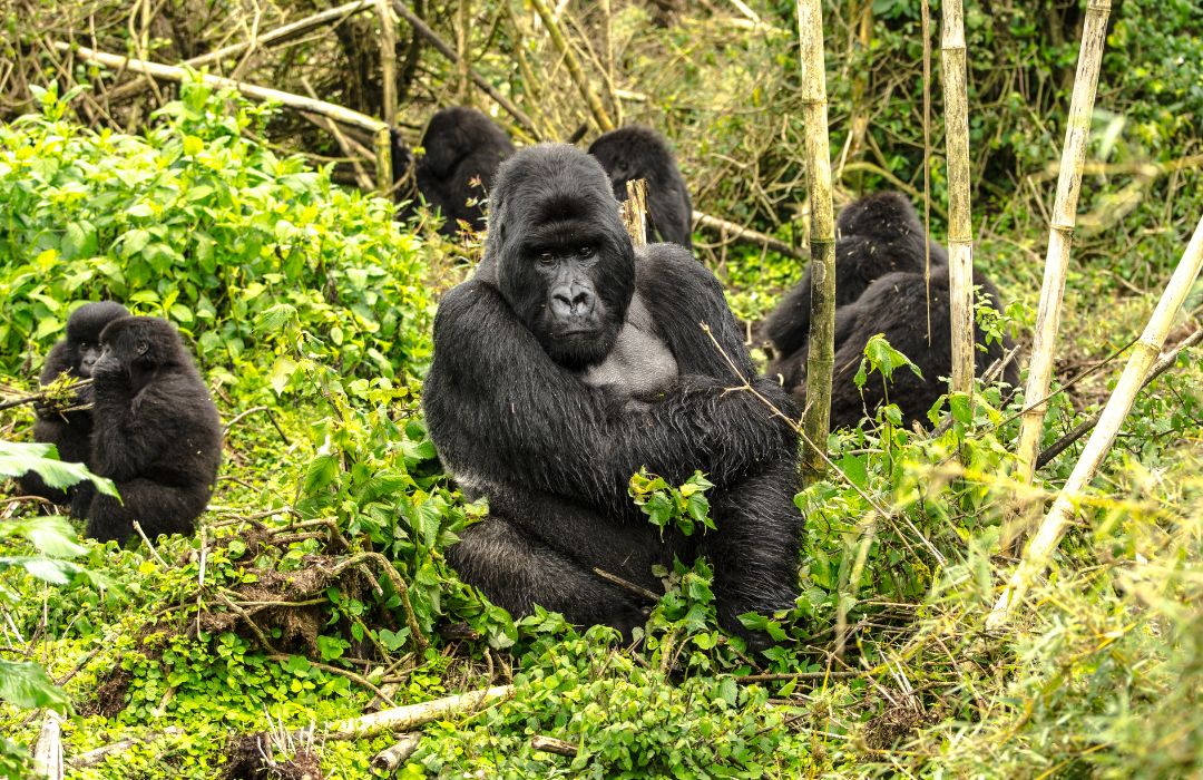 9 Days Kenya Safari Package