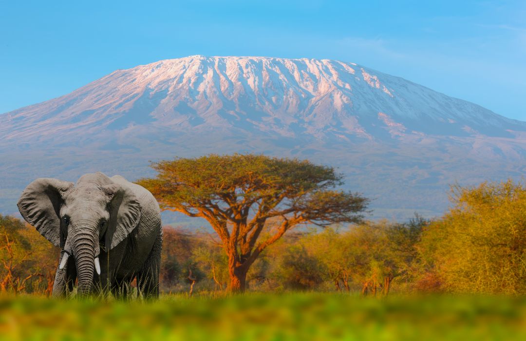 The best safari tour company in Kenya