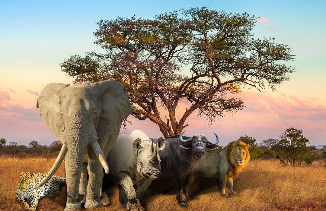 The best safari tour company in Kenya