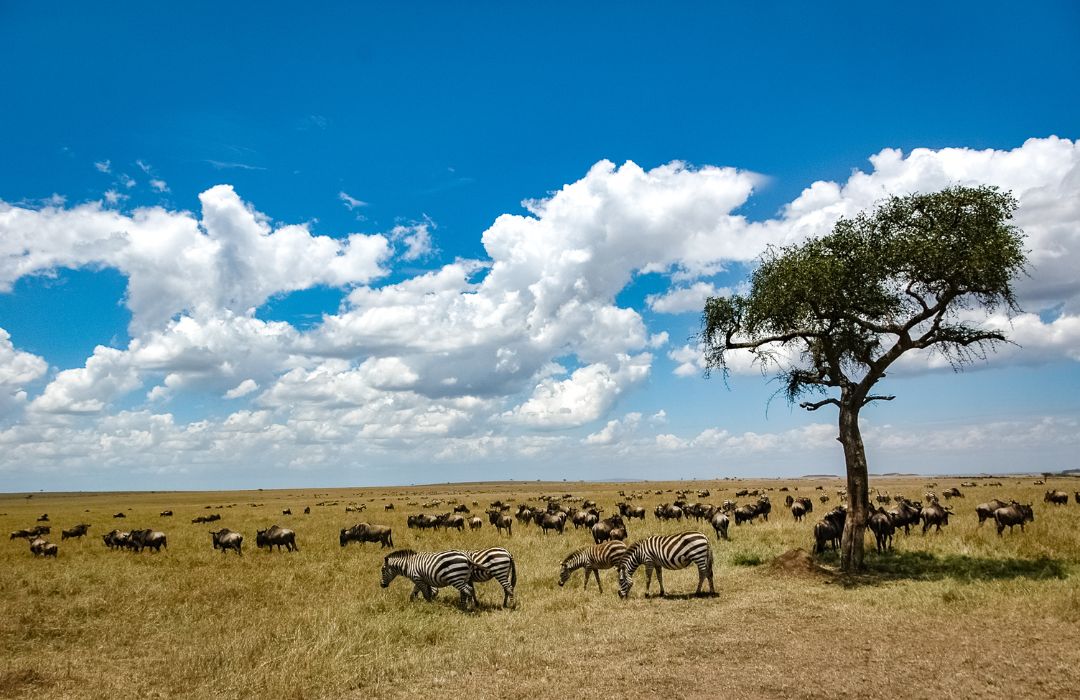 Kenya’s Leading Safari and Tours Company