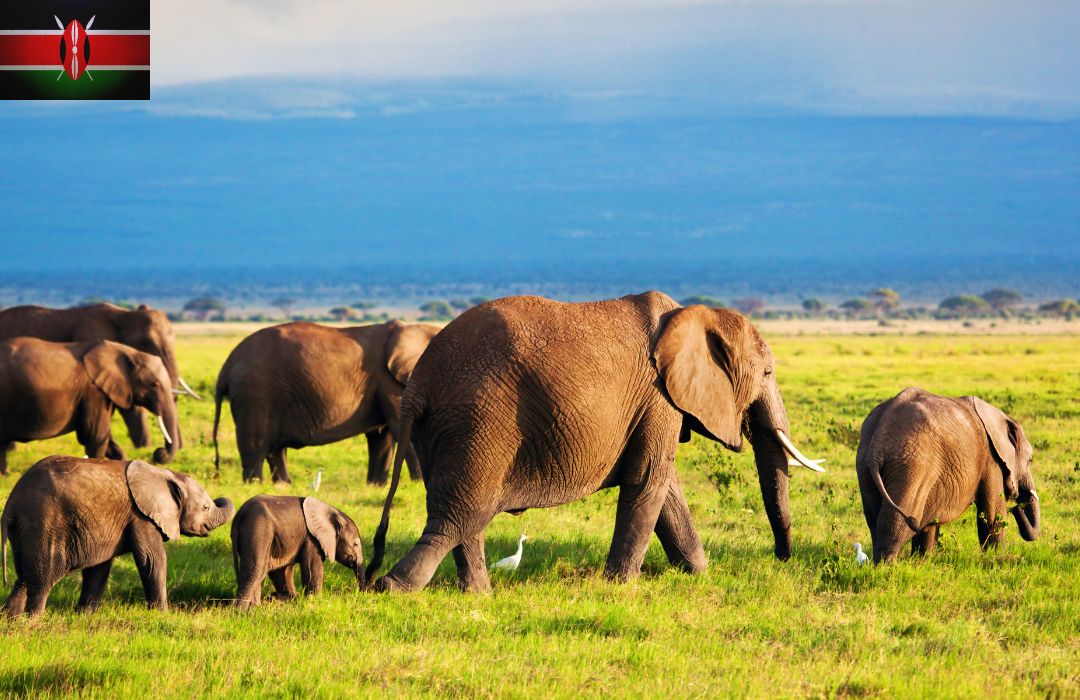 Top Kenya Safari Tours to Experience in 2025
