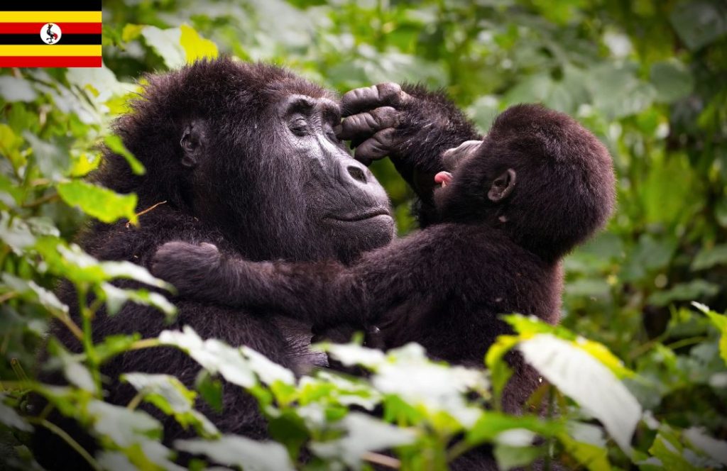 Top Uganda Safari Experiences in 2025