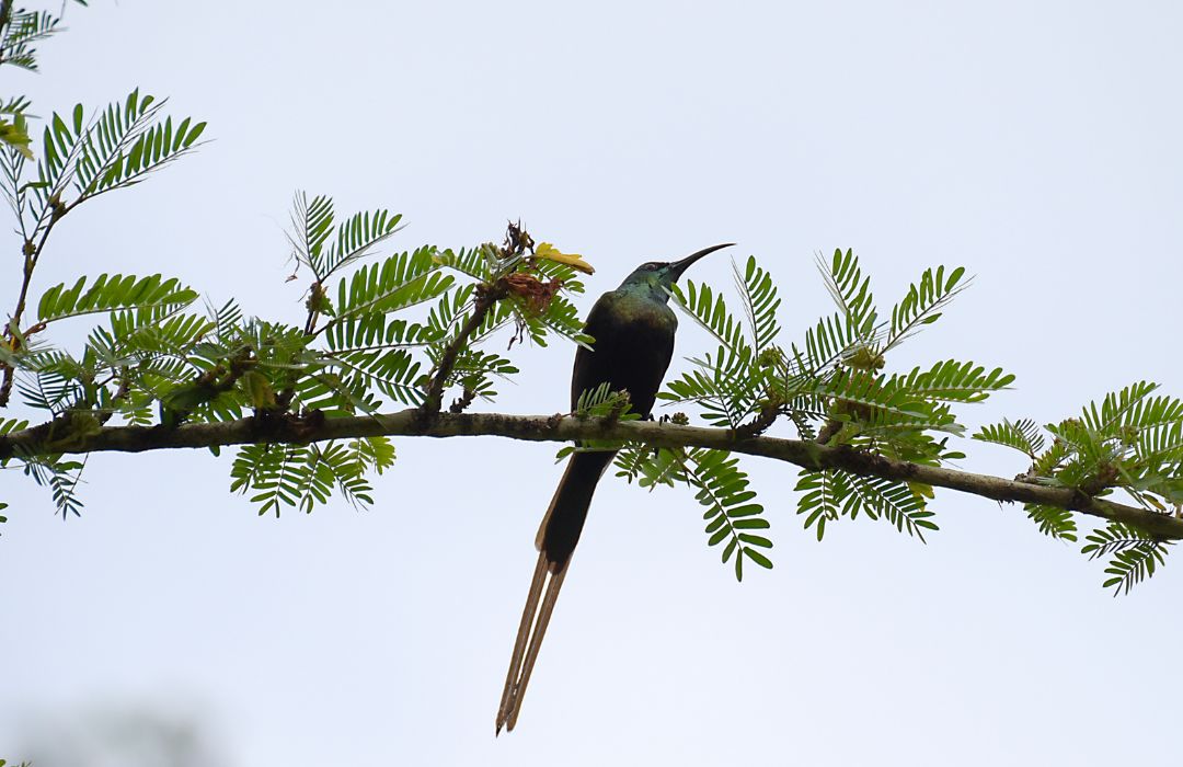 Explore Rwanda Safari Wonders