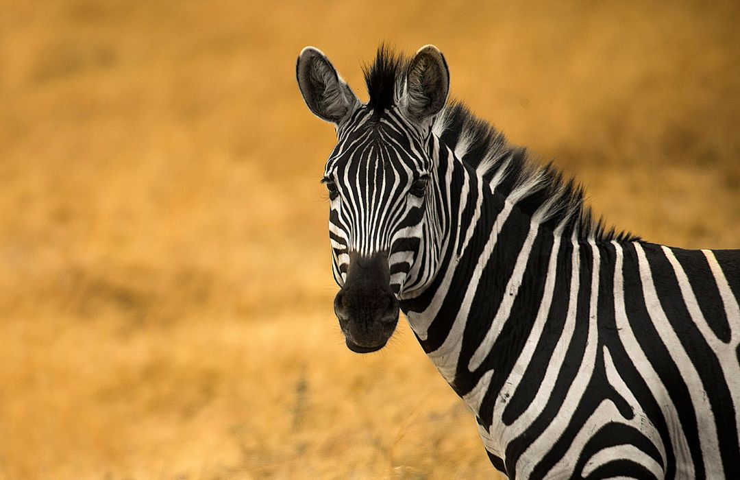 Explore Rwanda Safari Wonders