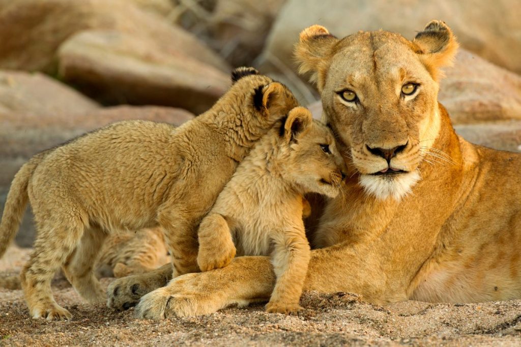 7 Day Kenya Safari Package