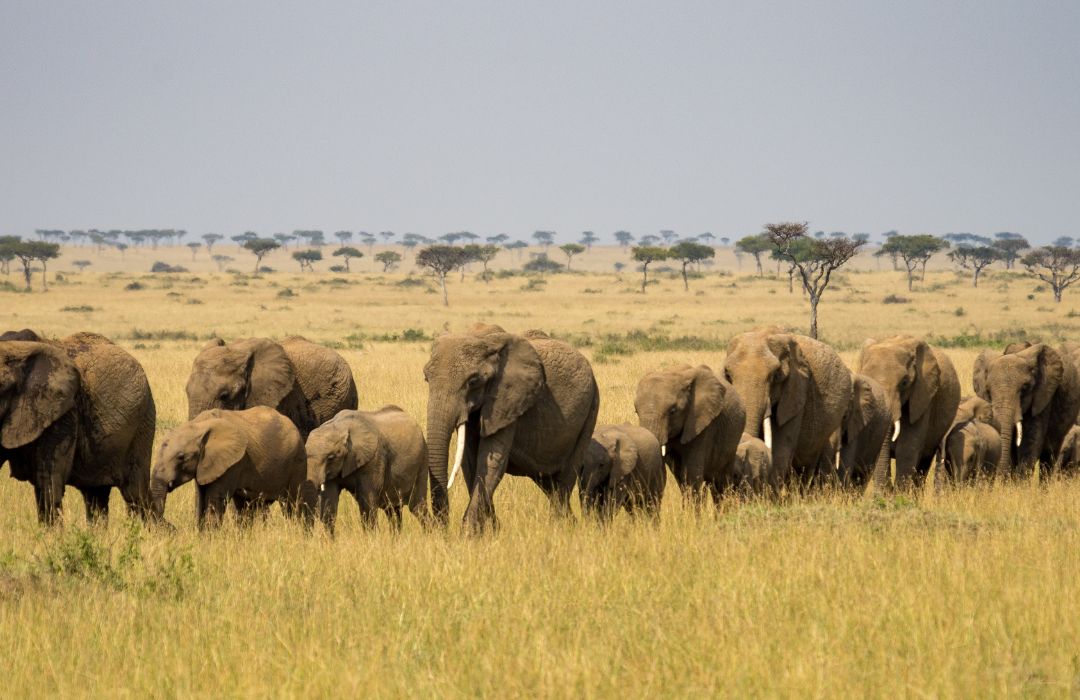 One Week Kenya Safari Itinerary