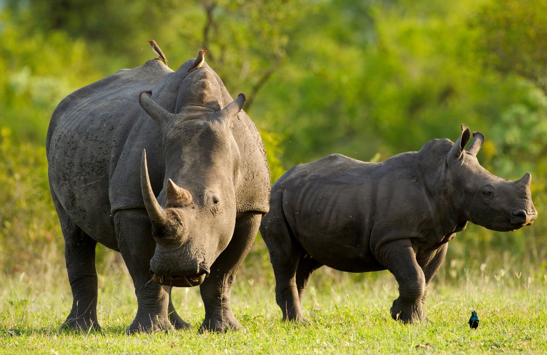 7-day Kenya safari itinerary 
