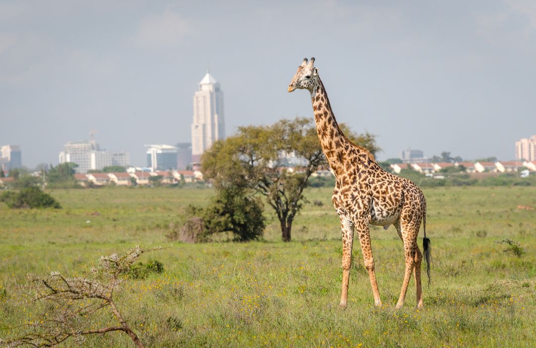 One Week Kenya Safari Itinerary