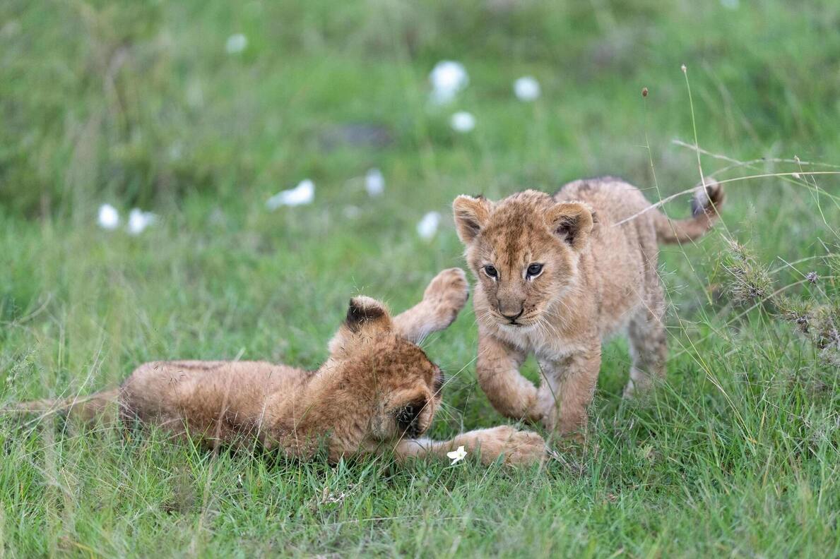 Cost of One Week Safari Adventure