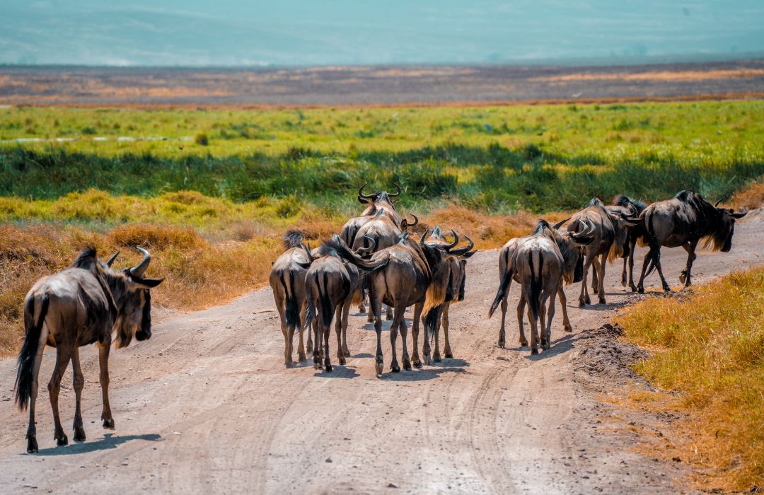 Book Wildebeest Migration Safari Packages 