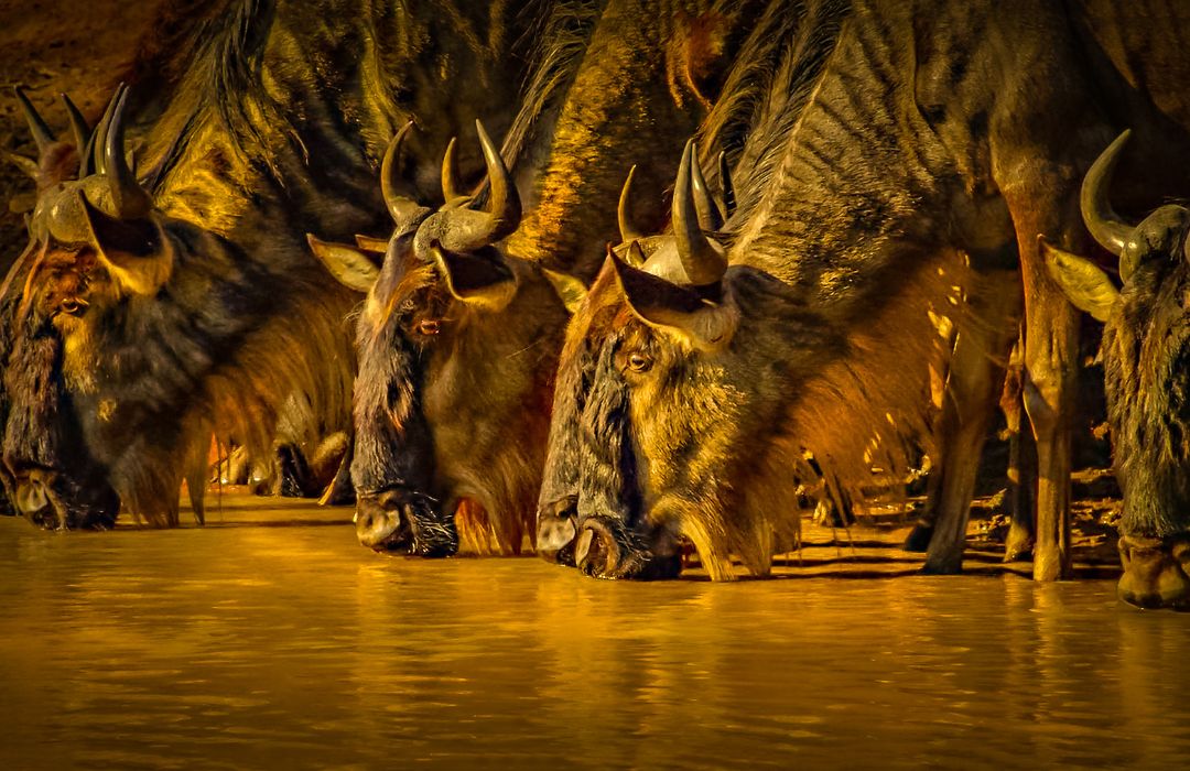 The Great Wildebeest Migration 
