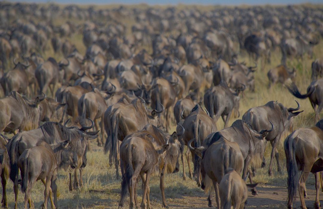 The Great Wildebeest Migration