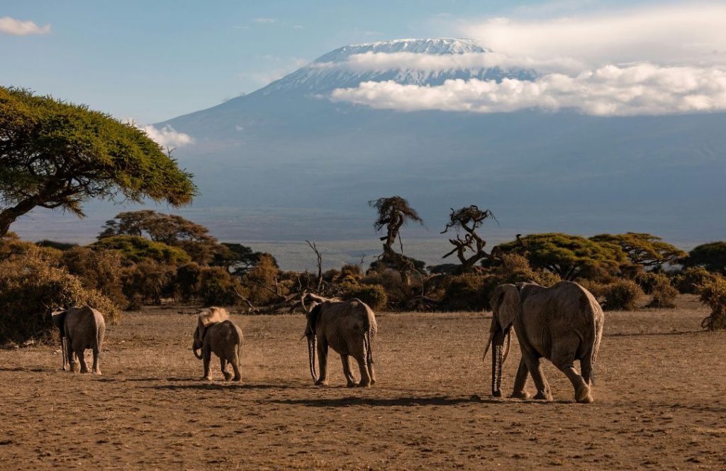 Top Kenya Tanzania Safari Packages 2025 | Best Tours