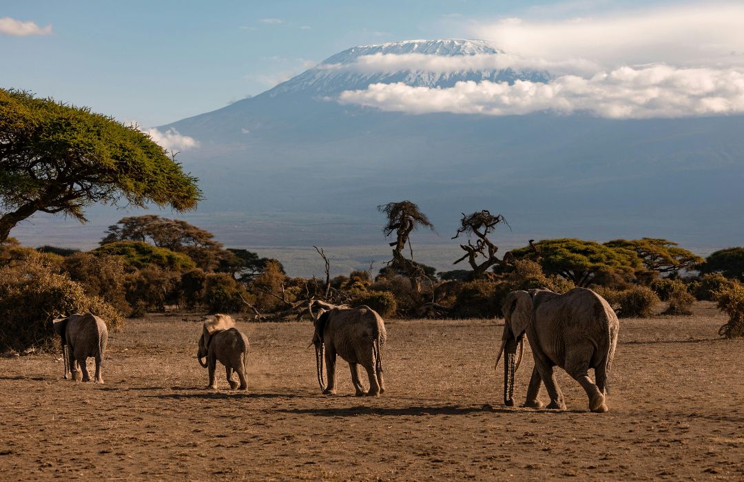 Top Kenya Tanzania Safari Packages 2025 | Best Tours