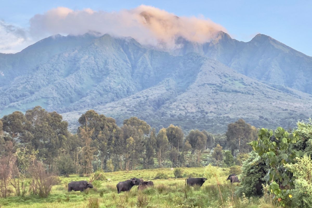 Volcanoes National Park Rwanda