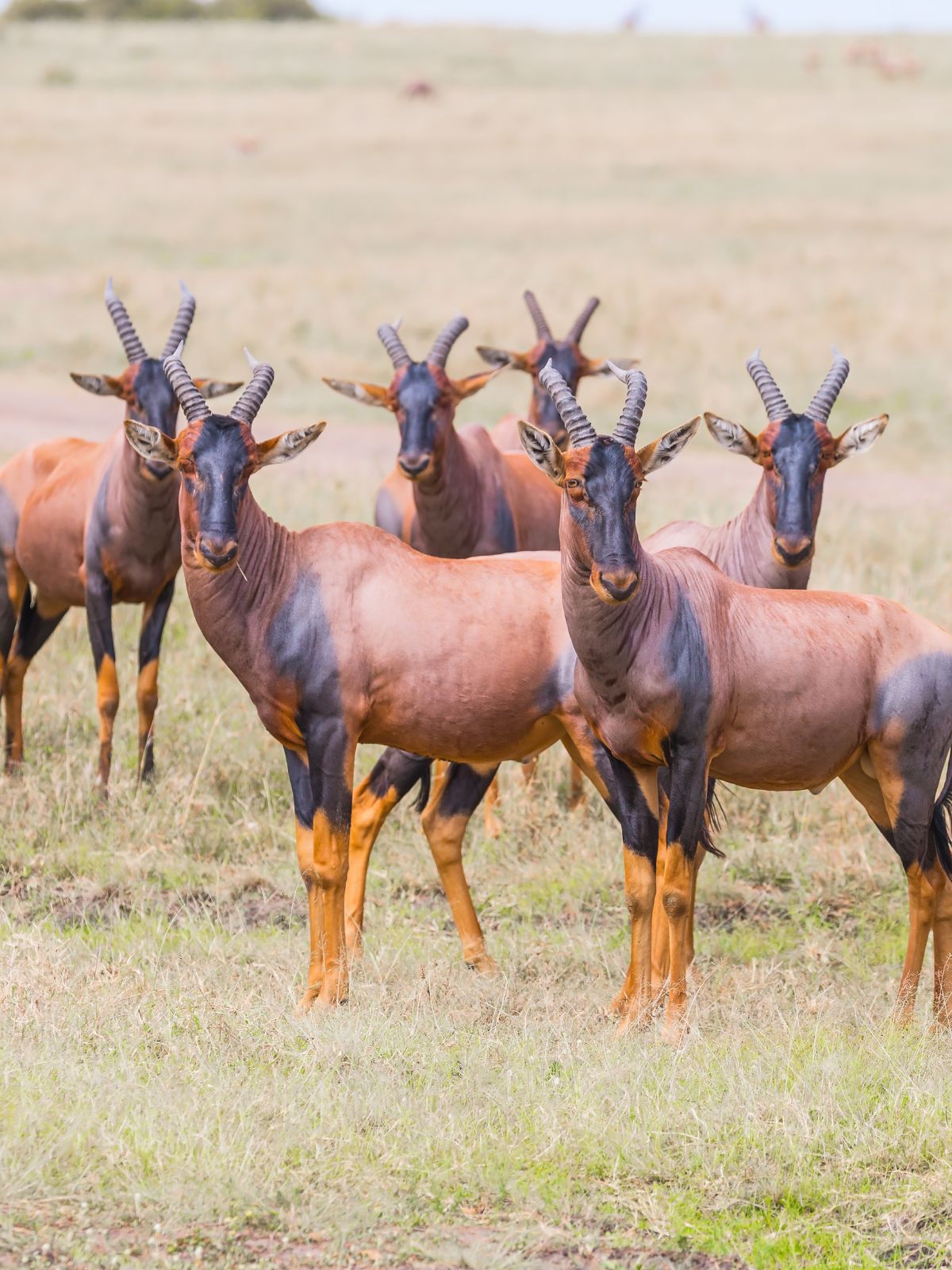5 Day Kenya Safari Package