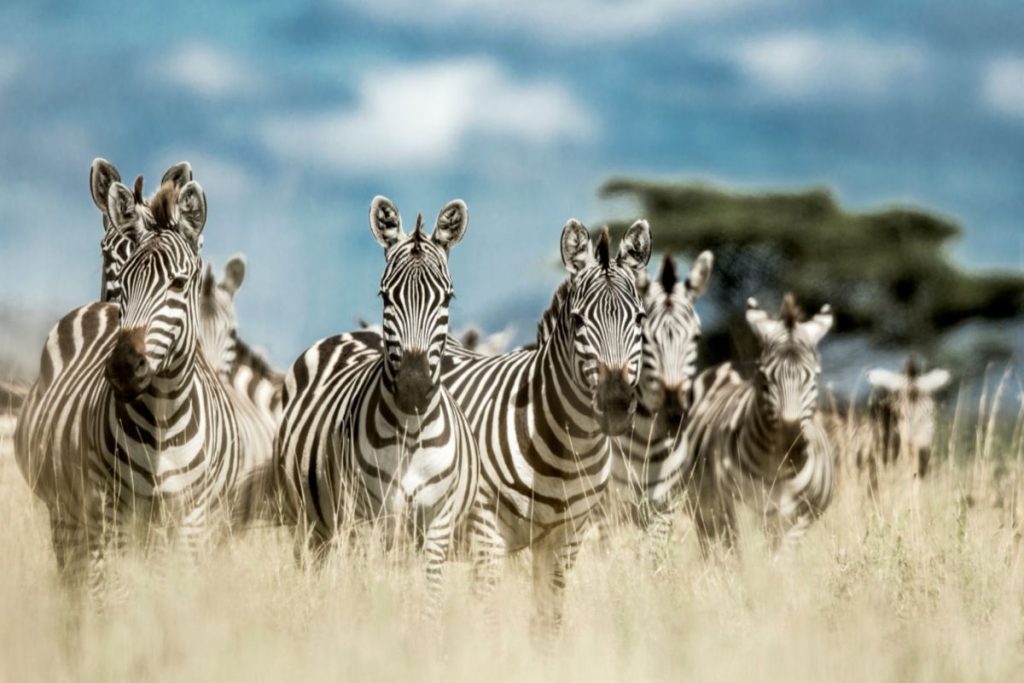 Affordable Kenya Tanzania Safari Package