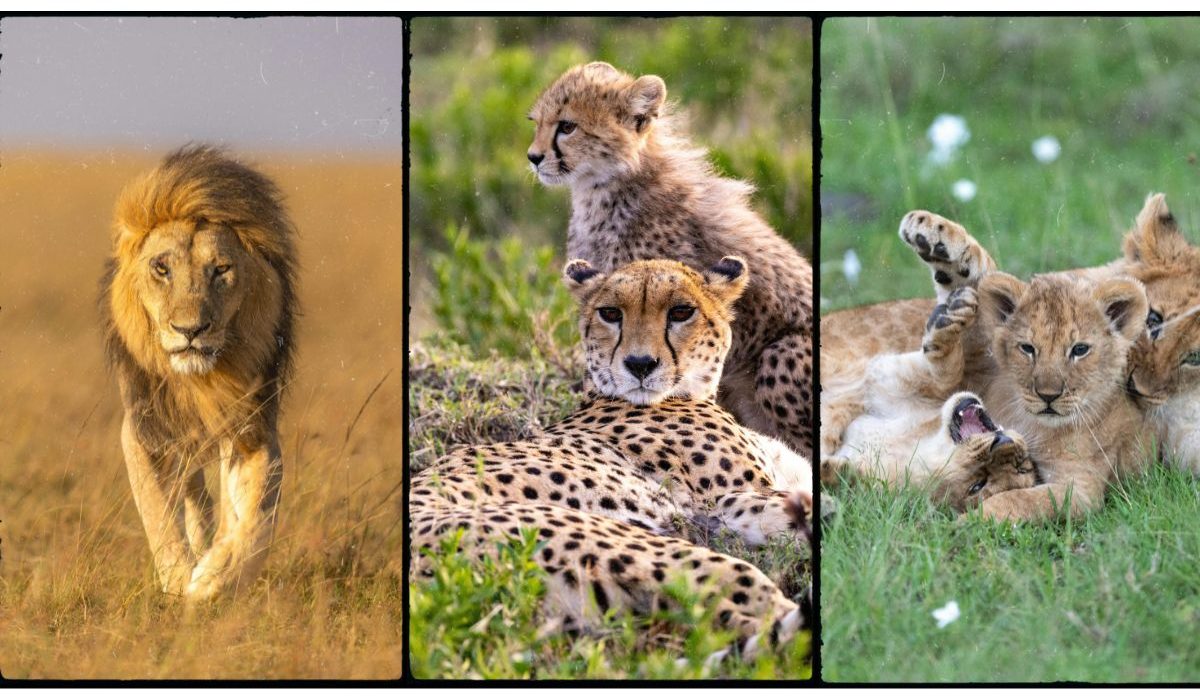 best tour operators in Kenya 