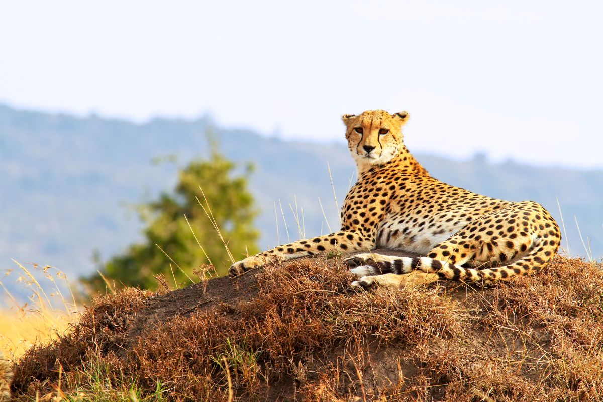 5 Days- Tanzania Fly-Drive Safari
