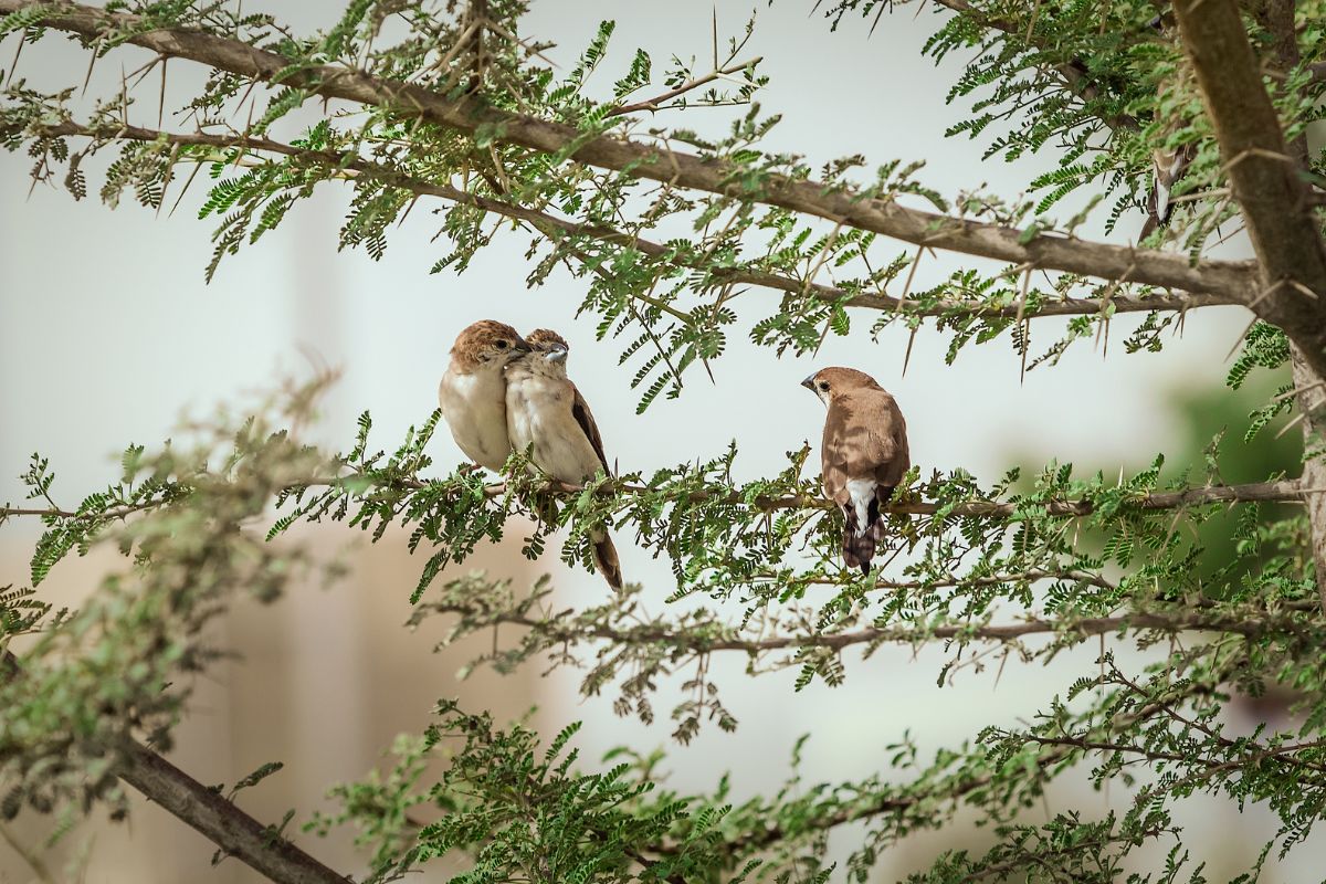 trusted tour operators in Kenya