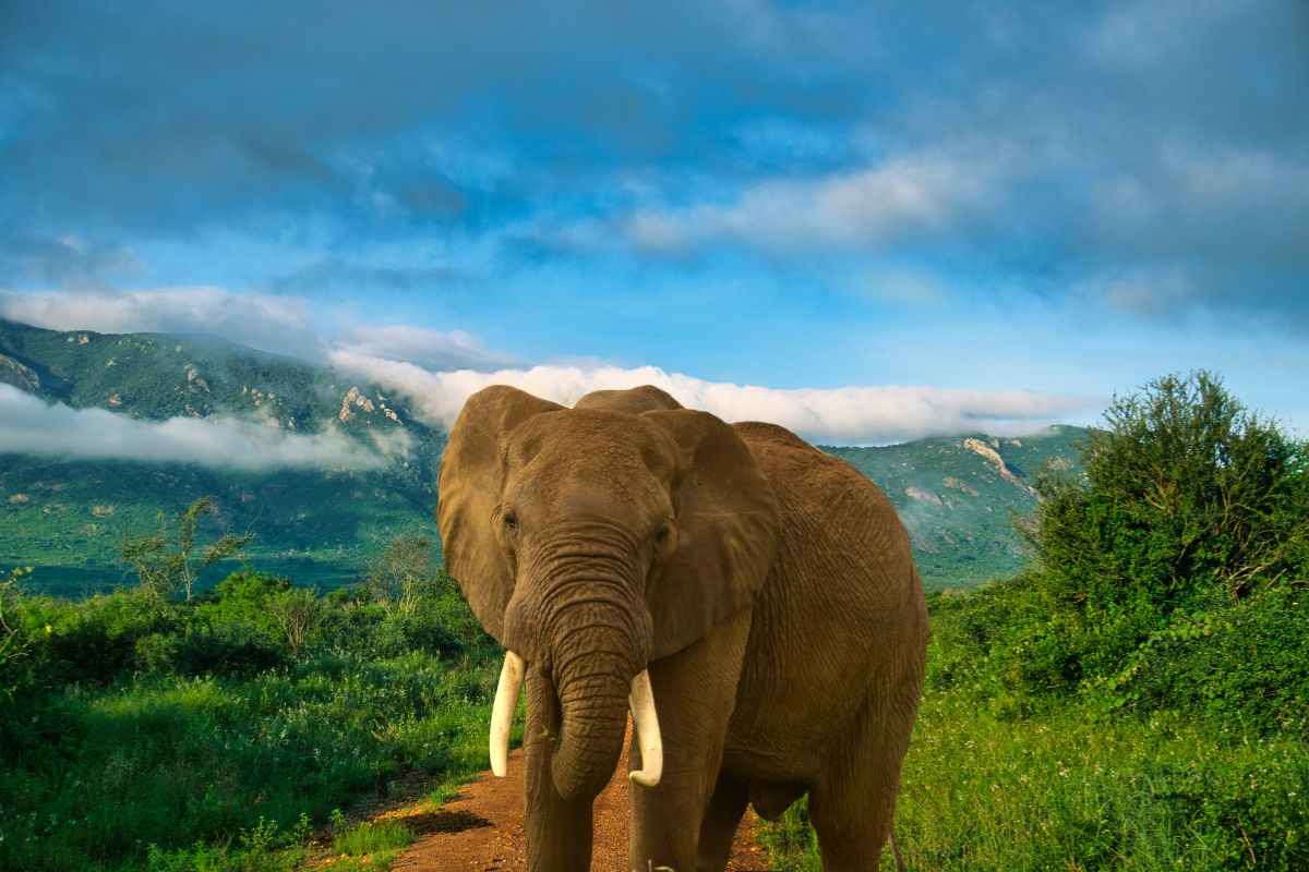 6 Day Karibu Kenya Safari Package 