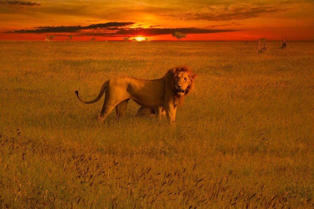 7 Days Mombasa to Nairobi Safari Package