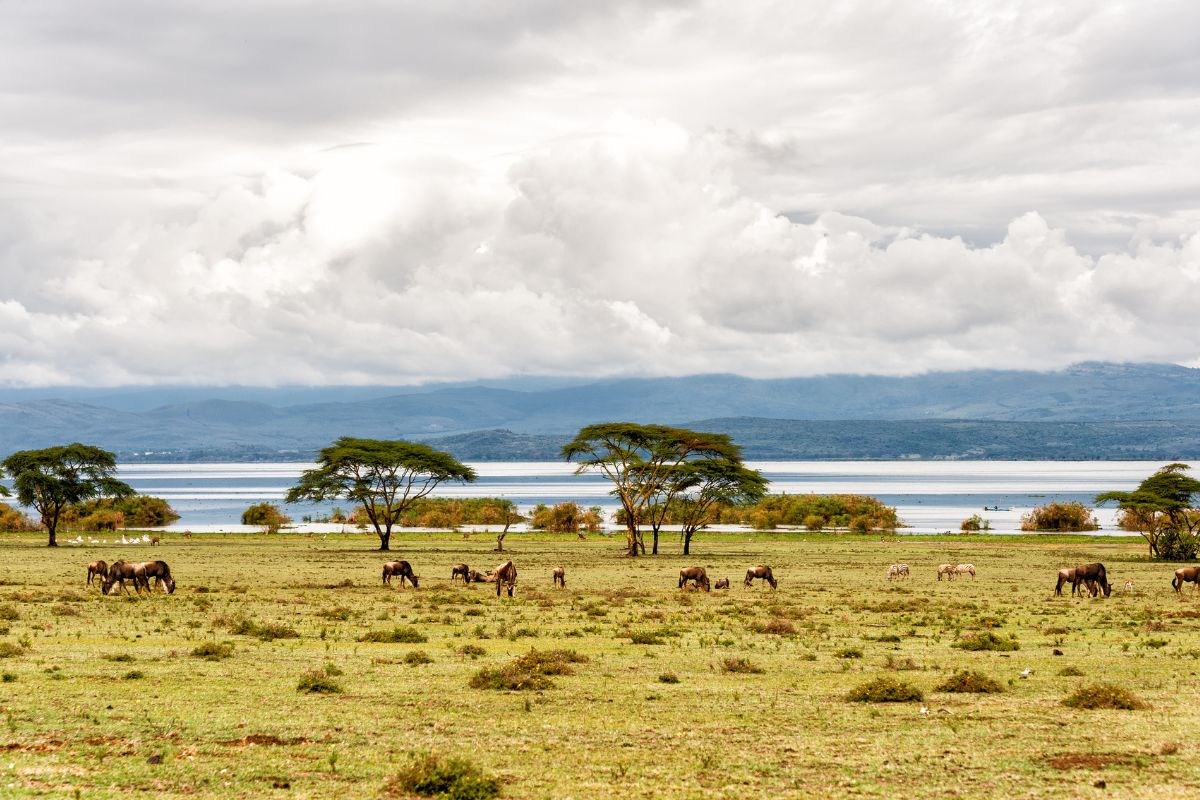 6 Day Karibu Kenya Safari Package 
