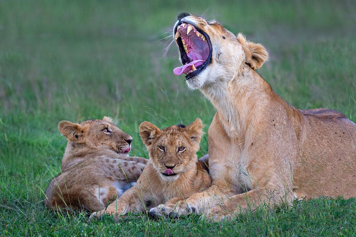 Top Kenya Safari Packages