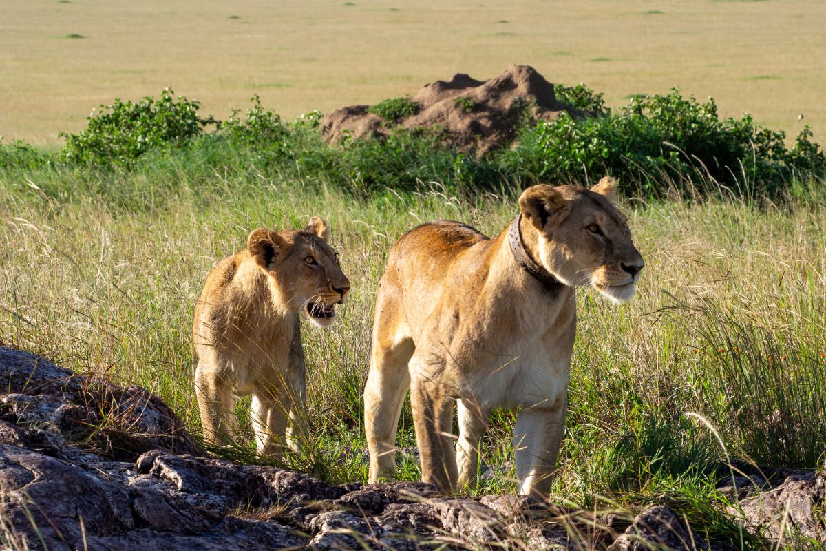 7-Day Tanzania Safari Package