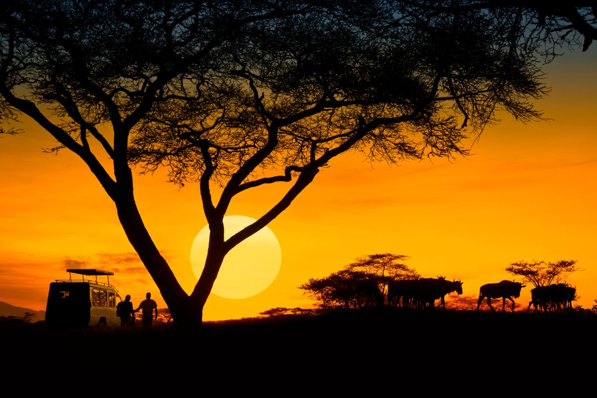 Book a Kenyan Safari Package