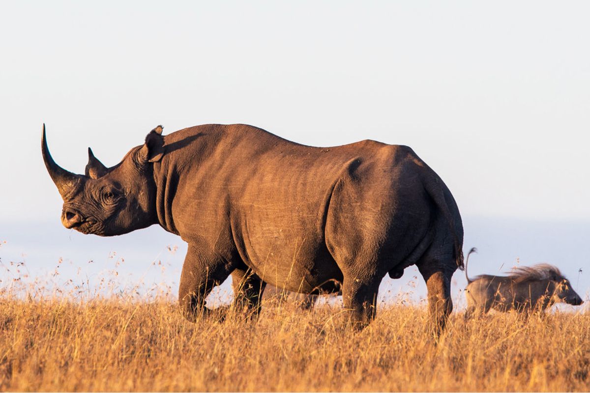 Hidden Safari Destinations in Kenya 