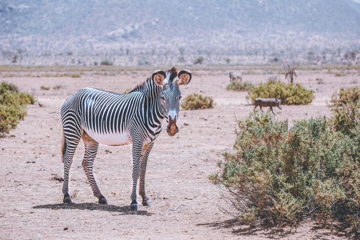 Hidden Safari Destinations in Kenya-Samburu
