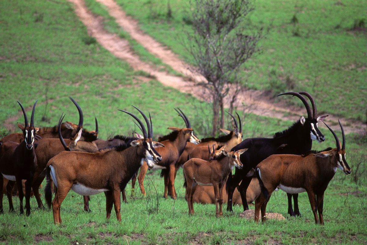 Hidden Safari Destinations in Kenya