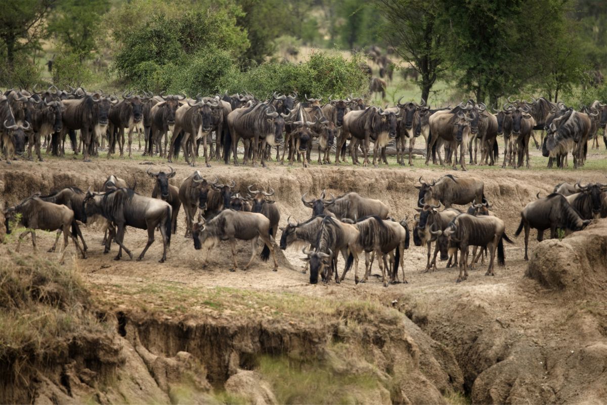 affordable safari packages in Kenya