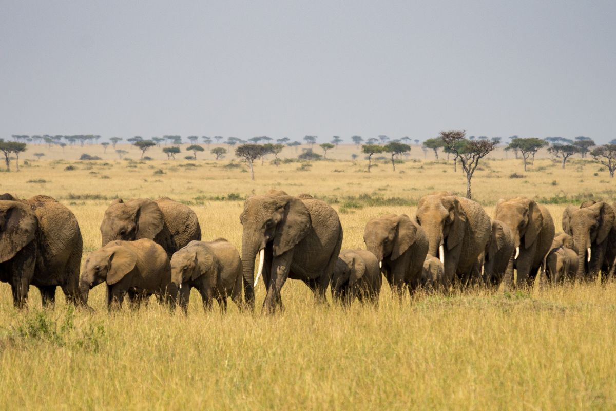 best Kenya Safari Packages 2025