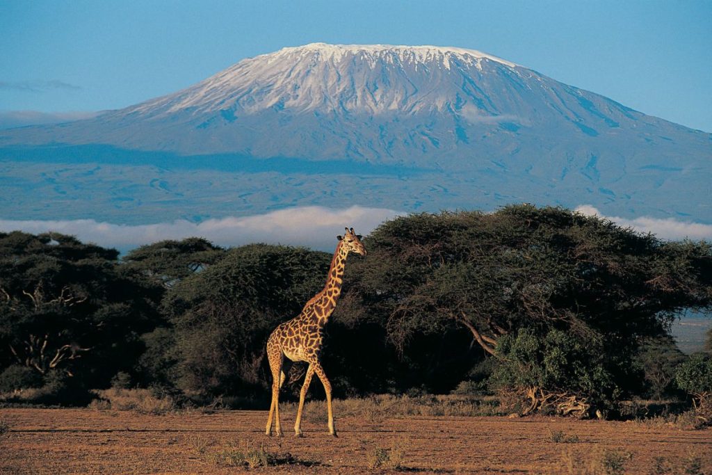 best Kenya Safari Packages 2025