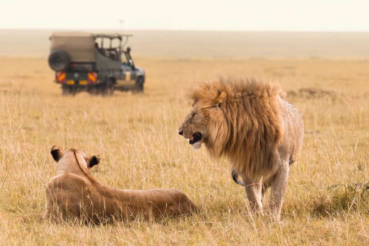 best Kenya Safari Packages 2025 