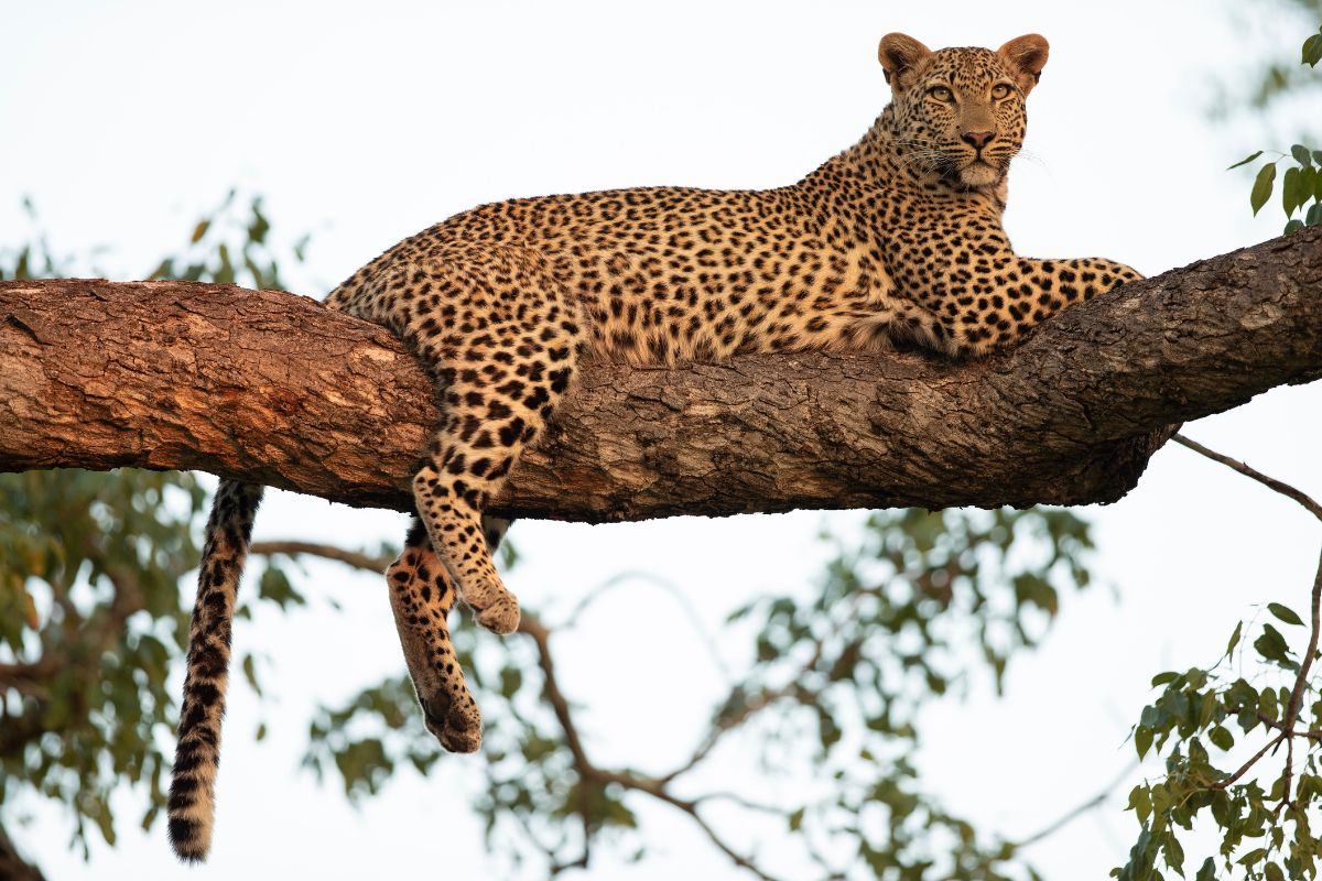 best Kenya Safari Packages 2025 